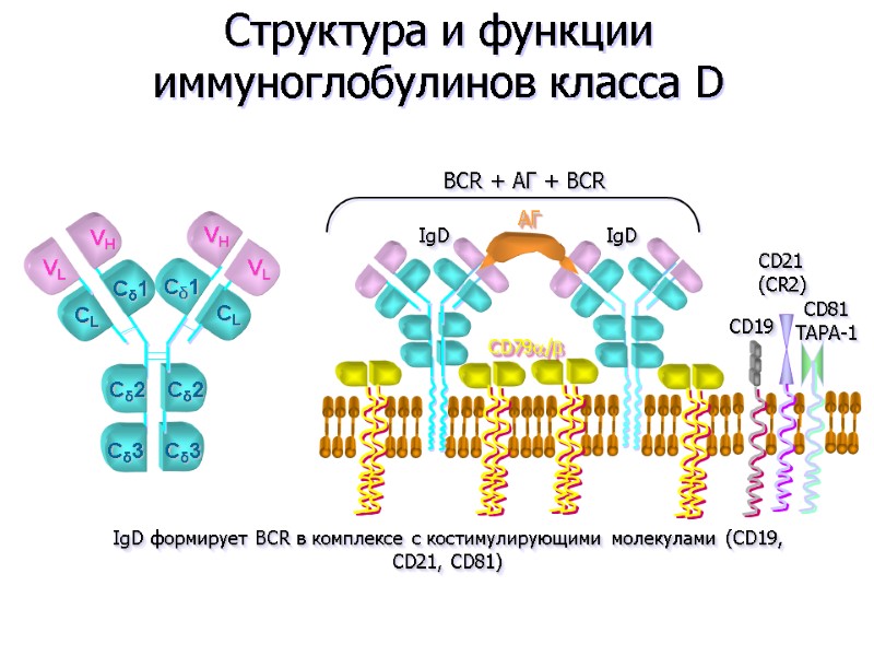 Структура и функции иммуноглобулинов класса D АГ  IgD  IgD CD79/ CD19 CD21
